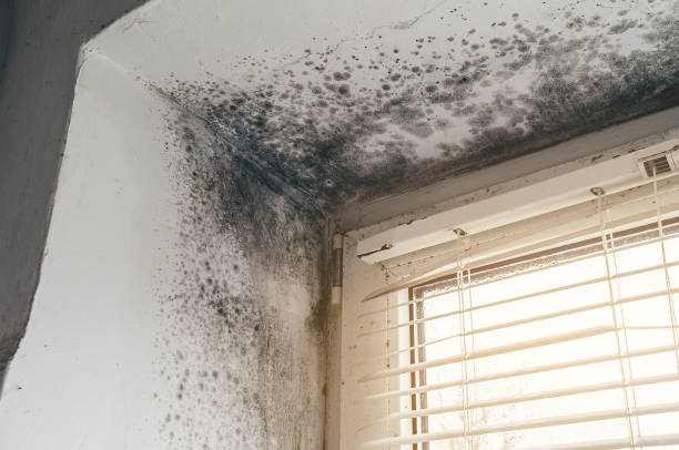 Affordable Crawl Space Mold Removal solutions in Fairfield, TX